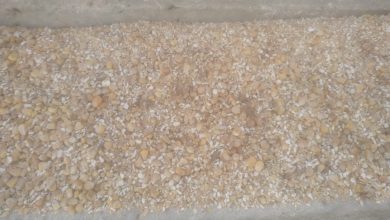 صورة ضبط 60 الف طن ذرة صفراء فاسدة