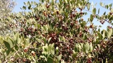 صورة 100  مليون جنيه لتطوير زراعات الجوجوبا في العلمين الجديدة