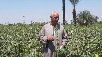 صورة “الفلاحين ” تطالب الحكومة بأنقاذ القطن المصري من الانهيار