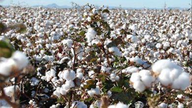صورة انهيار أسعار الأقطان
