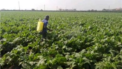 صورة “الزراعة” تصدر إرشاداتها للمزارعين لمواجهة الأمطار والظروف الجوية المتقلبة