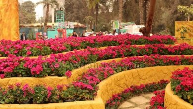 صورة ١٧٠ شركة عارضة في معرض زهور الخريف