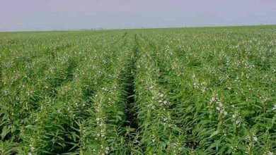 صورة نقيب الفلاحين”يكشف حقيقة التوسع في المحاصيل الزيتية