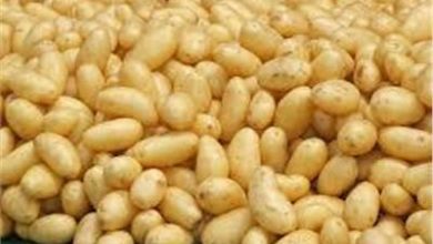 صورة “جمعية الخضر والفاكهة”:تكشف حقيقة ارتفاع أسعار البطاطس