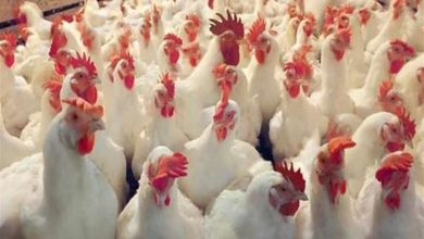 صورة تعرف على مطالب” منتجي الدواجن “من “الحكومة” لإنقاذ الصناعة