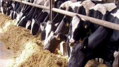 صورة تعرف على إجراءات “الزراعة” لحماية الثروة الحيوانية مع قدوم فصل الشتاء
