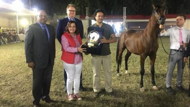 صورة بالصور.. تعرف الفائزين بااجمل الخيول العربية