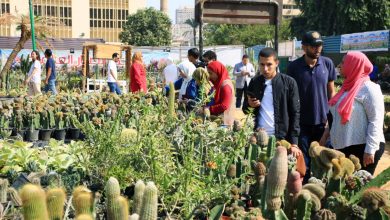 صورة بالصور.. تعرف على أسعار وانواع وفوائد الصبار في معرض زهور الخريف