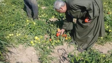 صورة تعرف على تكلفة زراعة فدان الطماطم