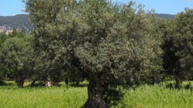 صورة الزراعة”:زراعة اكثر من ٥ مليارات شجرة زيتون في العالم