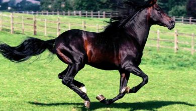 صورة “الزراعة”  تعلن عن  مزاد لبيع فائض خيول محطة الزهراء