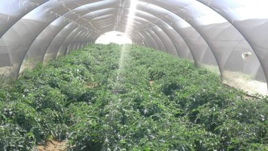 صورة جمعية الخضر والفاكهة”:استخدام الصوب الزراعية بالتعاون مع جهاز الخدمة الوطنيه