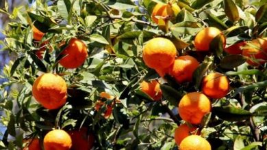 صورة فتح الأسواق النيوزلندية امام البرتقال المصري