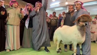 صورة تعرف على أغلى “نعجة” في العالم