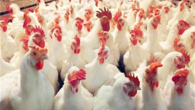 صورة “درويش”الدواجن تواصل الارتفاع في الاسعار.. والبيض يتراجع