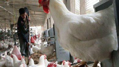 صورة “الزراعة”:أحكام السيطرة على” انفلونزا الطيور” .. ولاتوجد اصابات بشرية