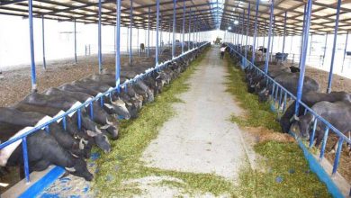 صورة “الزراعة” :إحلال وتجديد ٢١ مزرعة انتاج حيواني.. وزيادة طاقتها الإنتاجية إلى ١٤ الف رأس