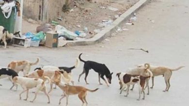 صورة الزراعة “تحذر المواطنين من الكلاب الضالة