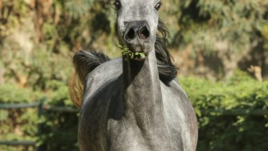 صورة بالصور.. محطة الزهراء للخيول العربية تنظم عرض الطلائق بمناسبة بدء موسم التربية والتزاوج أعلنت د نجلاء رضوان