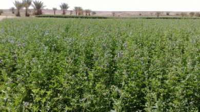 صورة الزراعة “تتابع صرف الأسمدة للزراعات الشتوية