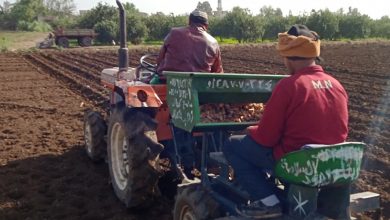 صورة تقرير رسمي :تصنع ١٠٪فقط من المنتجات الزراعية