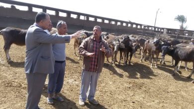 صورة الزراعة”تدمج مزارع قطاع الإنتاج في ٥ مزارع حديثة متطورة