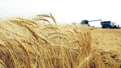 صورة تعرف على استهلاك مصر من القمح سنويا