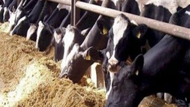صورة الزراعة: تعلن عن توفير رؤوس ماشية مستورده لمساعدة صغار المربين و المزارع الكبيرة