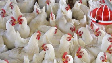 صورة “اتحاد المنتجين “يكشف حقيقة ارتفاع أسعار الدواجن