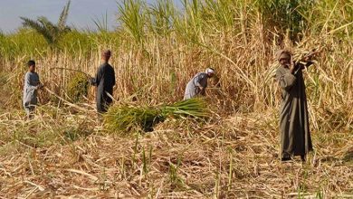 صورة الزراعة”:شركات السكر ترفض زيادة أسعار توريد القصب