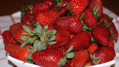 صورة “تصدير الحاصلات”:استمرار تراجع أسعار الفراولة.. وثلاث دول إفريقية تنافس مصر