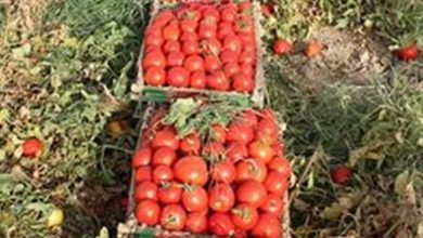 صورة شعبةالخضر:الأسواق العشوائية سبب ارتفاع أسعار الطماطم