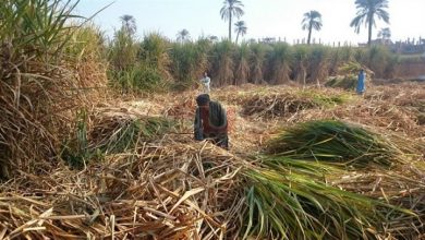 صورة “الزاراعة”:لسنا في سباق مع الأسعار.. ورفع توريد القصب والقمح سيتحمله المواطن