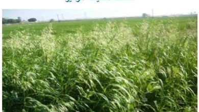صورة ” الفلاحين “تكشف اخطر” نبات” علي محصول القمح