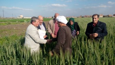 صورة بالصور.. الزراعة تطمئن على محصول القمح في محافظتي القليوبية والشرقية