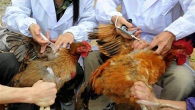 صورة الهيئة البيطرية”:تحصين اكثر من 2مليون طائر ضد إنفلونزا الطيور