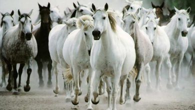 صورة تعرف على “مرض هربس الخيول” والوقايه منه