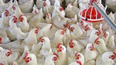 صورة أسعار الدواجن اليوم
