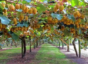 صورة الزراعة “توافق على تصدير ٢٧٦ الف شتلة فواكه للدول الأفريقية والاسيوية