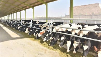 صورة الزراعة” القطاع الخاص ومصر الخير يواصلان تطوير مزارع الانتاج الحيواني بالوزارة