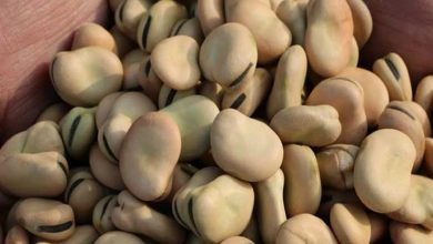 صورة الغرف التجارية”:حرائق أستراليا ترفع أسعار الفول في مصر