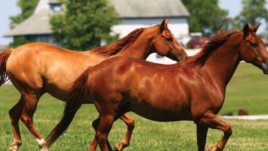 صورة حقيقة نفوق خيول محطة الزهراء بوزارة الزراعة
