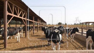 صورة سراج”:احلال وتجديد مشروعات الإنتاج الحيواني بالأراضي المستصلحة