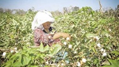 صورة الجمعية العامة للاقطان”: استلام مليون و٢٠١ الف قنطار قطن من المزارعين