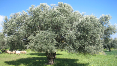 صورة شهاد دولية: مصر الأولى عالميا في إنتاج زيتون المائدة