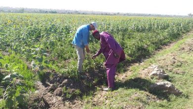 صورة بالصور.. مستشار الرئيس يزور المزرعة المصرية في النيجر
