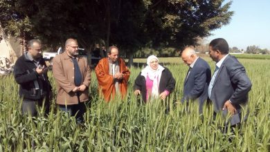 صورة بالصور. الزراعة” تتابع محصول القمح في محافظة الغربية