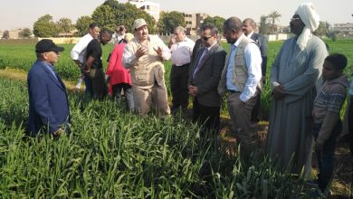 صورة الزراعة وبرنامج الأغذية العالمى يدعمون صغار المزارعين فى صعيد مصر