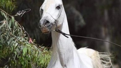 صورة قصة الملكة “تي” والمؤمرة على الخيل العربي الاصيل في محطة الزهراء