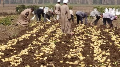 صورة حقيقة انهيار أسعار البطاطس في الاسواق